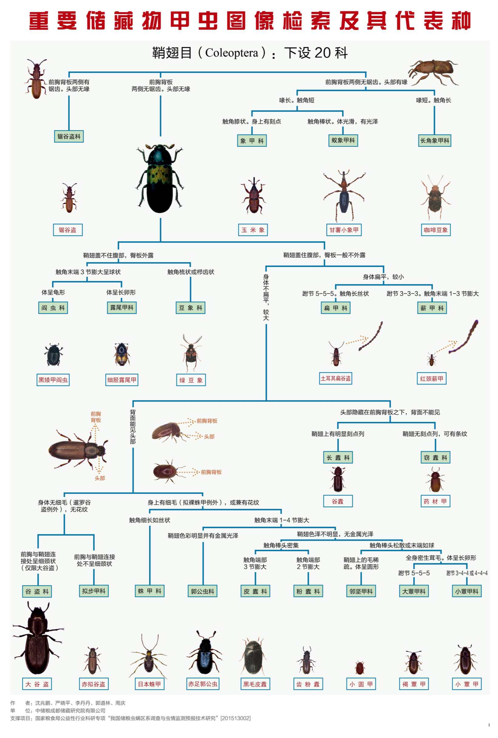 图文 《重要储藏物甲虫图像检索及其代表种》图谱_1_副本.jpg
