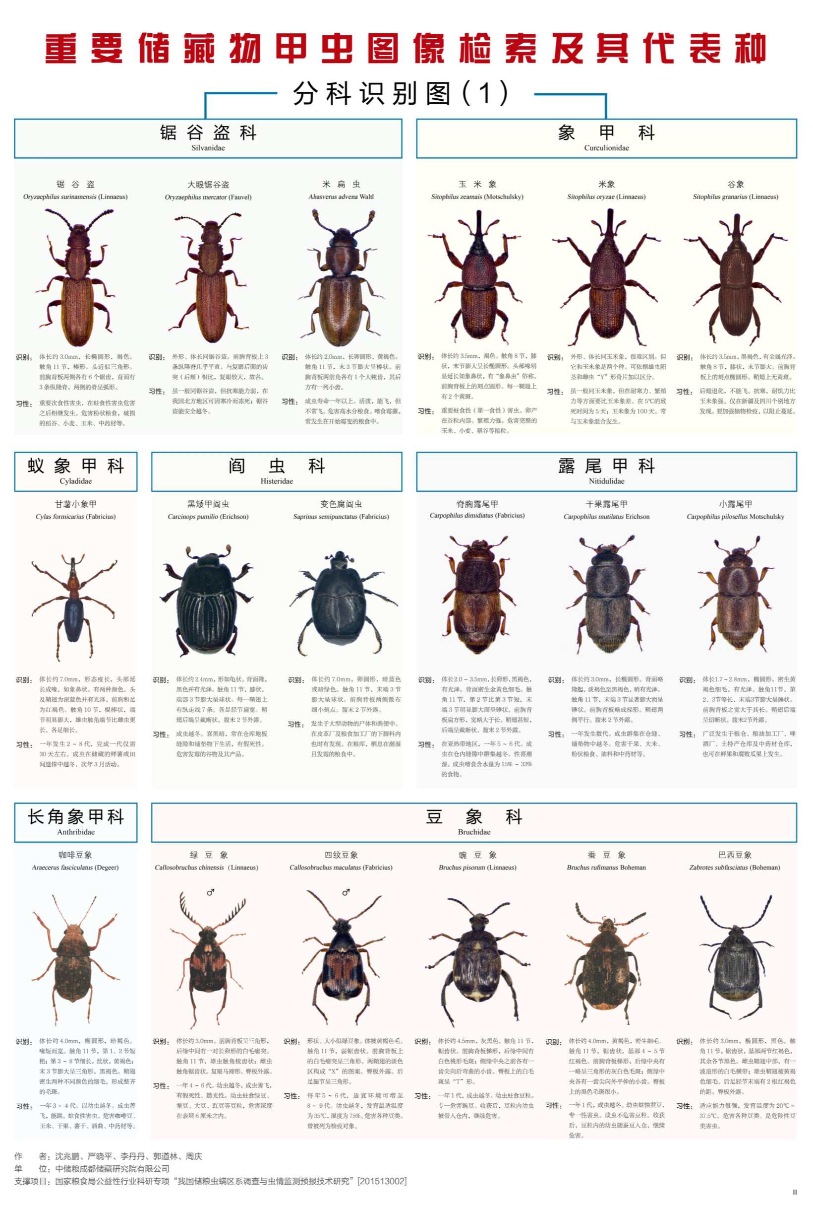 甲虫种类 名称图片